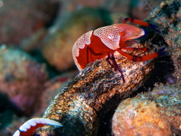 ウミウシカクレエビ