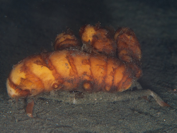 ツノナガオオホモラ