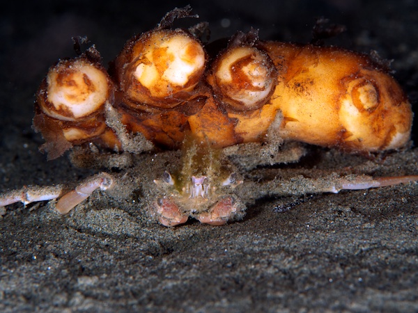 ツノナガオオホモラ