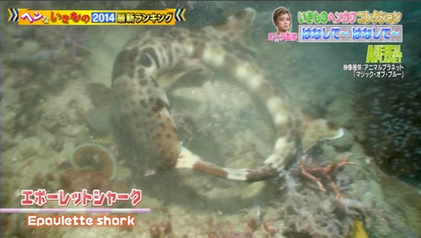 へんないきもの2014の1シーン