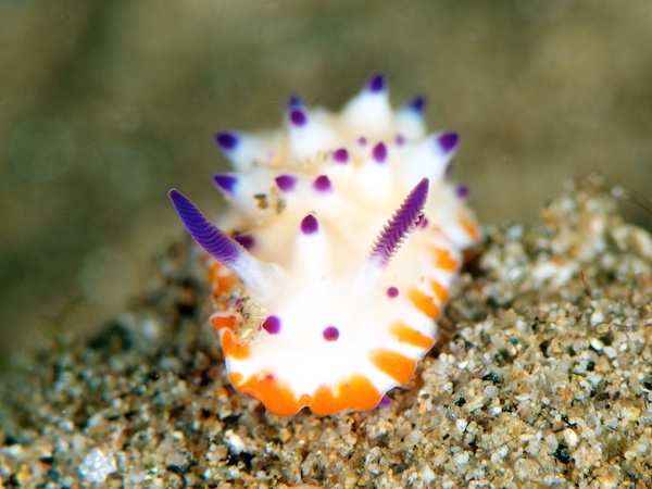 レンゲウミウシ