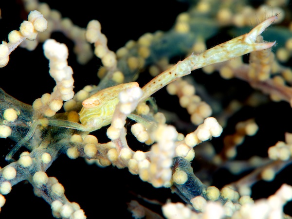 アンボンのカニ