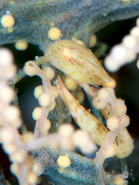 アンボンのカニ