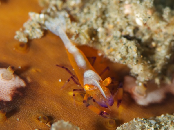 エンペラーシュリンプ（ウミウシカクレエビ）