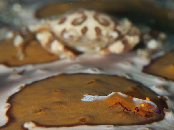 エンペラーシュリンプ（ウミウシカクレエビ）とナマコマルガザミ