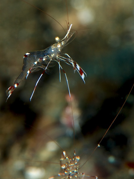 ソリハシコモンエビ