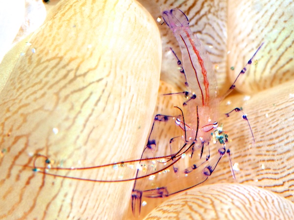 バブルコーラルシュリンプの全身