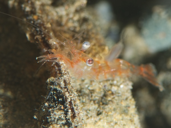 アンボンのエビ