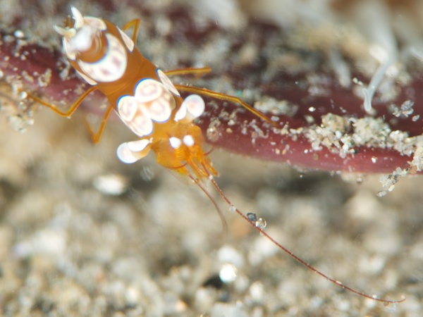 セクシーシュリンプ（イソギンチャクモエビ）