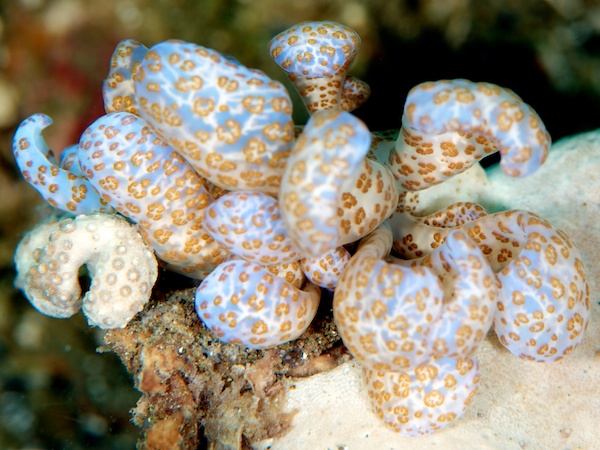 オオコノハミノウミウシ 