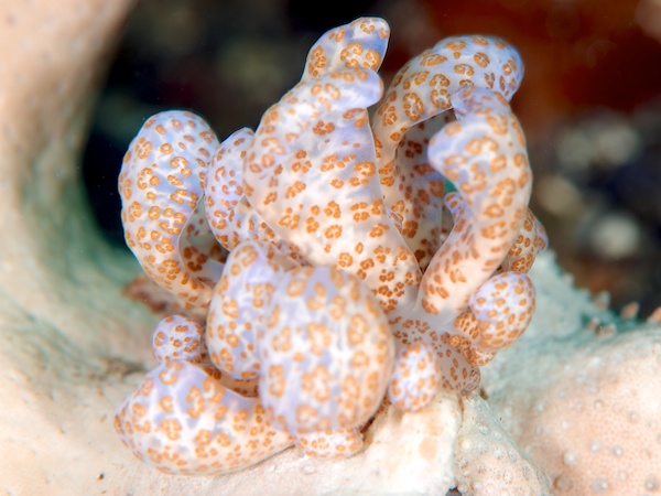 オオコノハミノウミウシ 