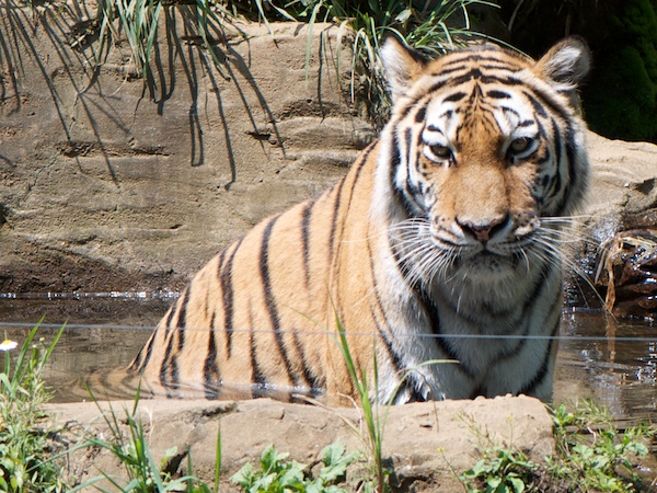 多摩動物公園のアムールトラのシズカ
