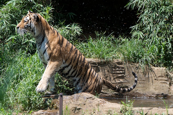 多摩動物公園のアムールトラのシズカ