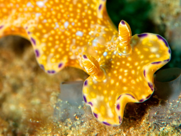 テヌウニシキウミウシ