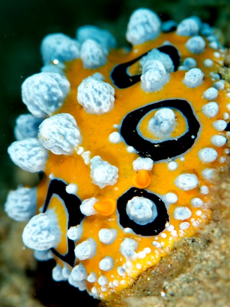 キイロイボウミウシ