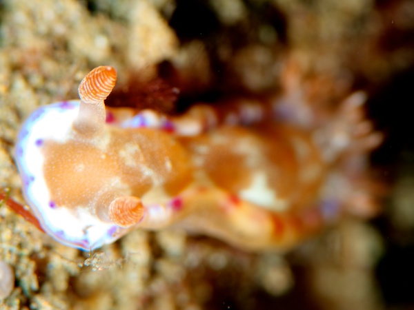 ミカドウミウシ