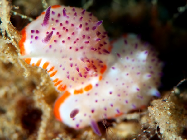 レンゲウミウシ