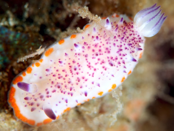 レンゲウミウシ