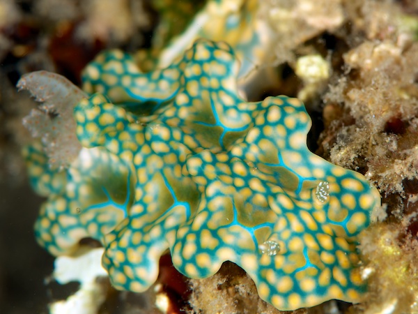 ミアミラウミウシの仲間