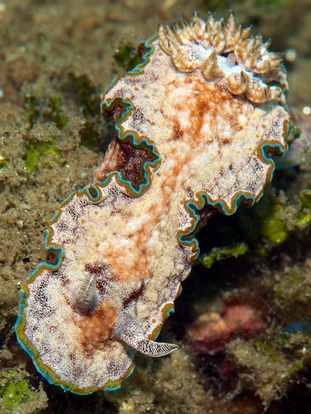 モンジャウミウシ