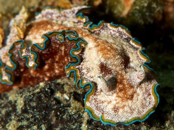 モンジャウミウシ