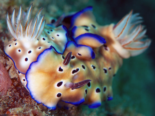 マダライロウミウシの交接