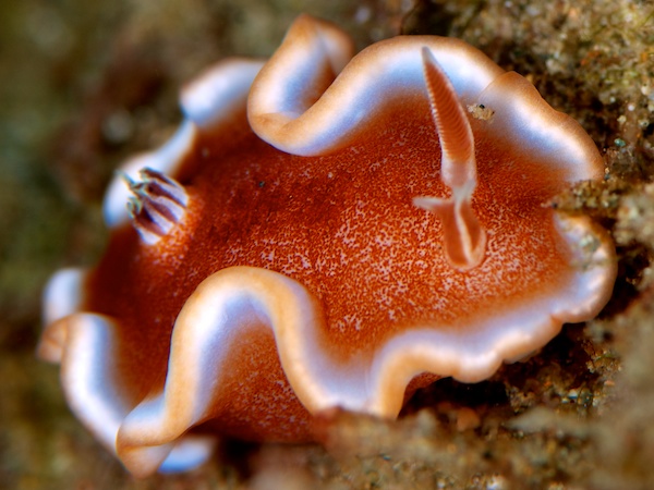 キャラメルウミウシ