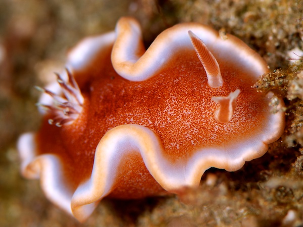 キャラメルウミウシ