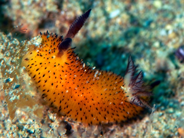 ゴマフビロードウミウシ