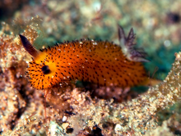 ゴマフビロードウミウシ