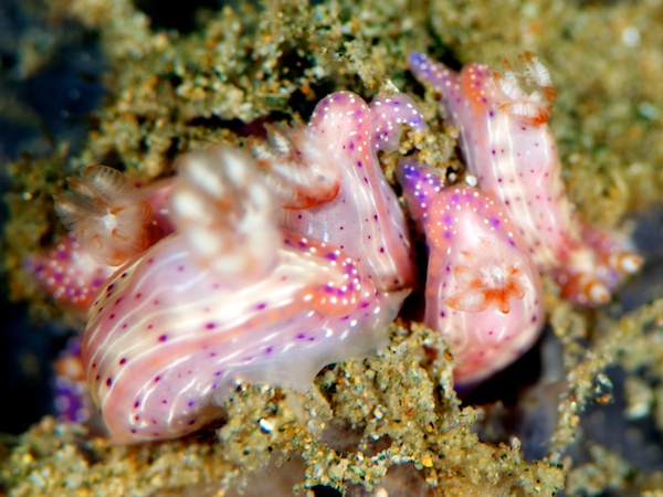 センテンウミウシ