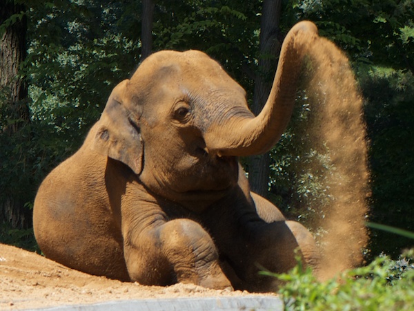 多摩動物公園のアジアゾウ