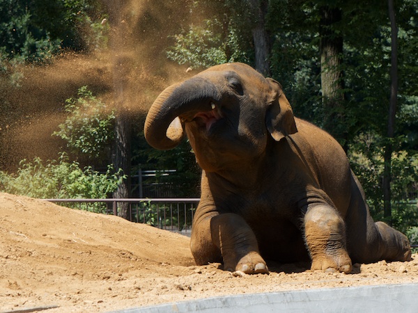 多摩動物公園のアジアゾウ
