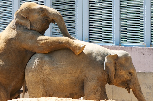 多摩動物公園のアジアゾウ