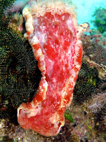 ミカドウミウシ