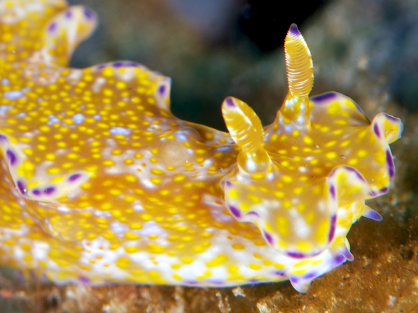 テヌウニシキウミウシ