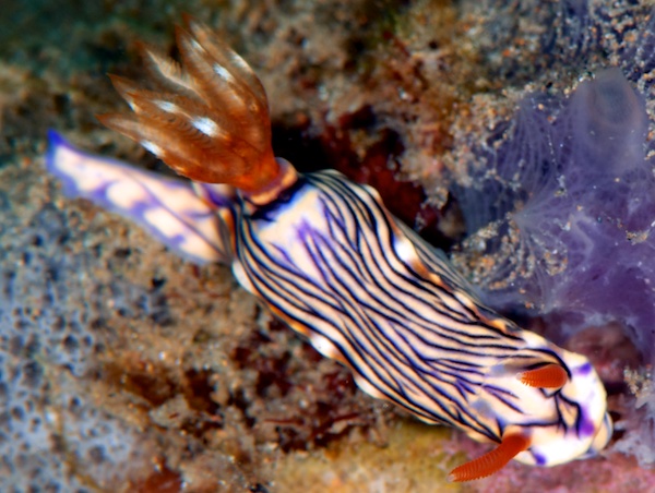 ヒュプセロドーリス・ゼフィラ