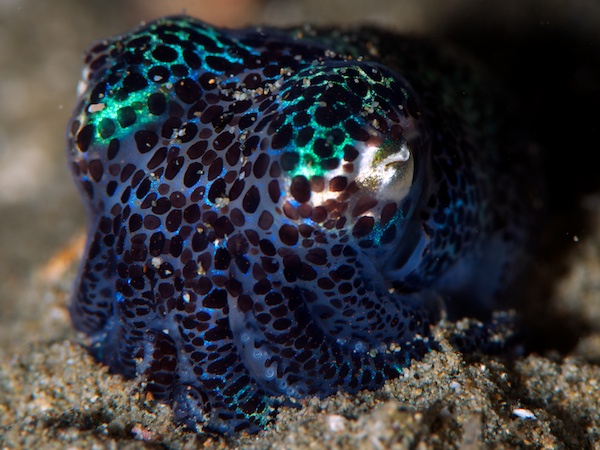 ボブテイル・スクイード(ニヨリミミイカ)