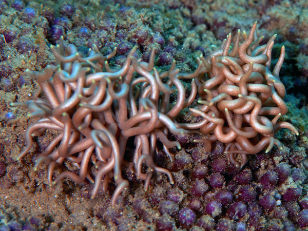 センジュミノウミウシのペア