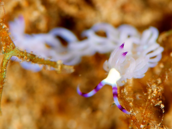 ムカデミノウミウシ