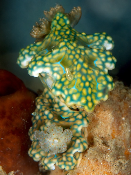 ミアミラウミウシのペア