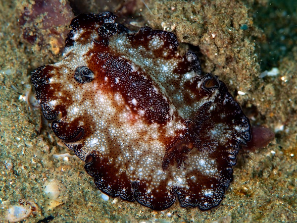 ヒラツヅレウミウシ