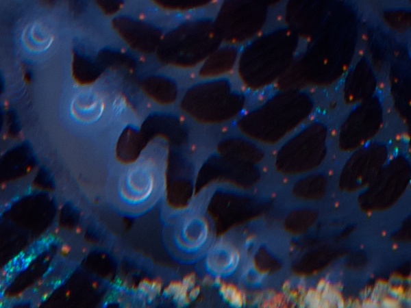 ボブテイル・スクイード(ニヨリミミイカ)