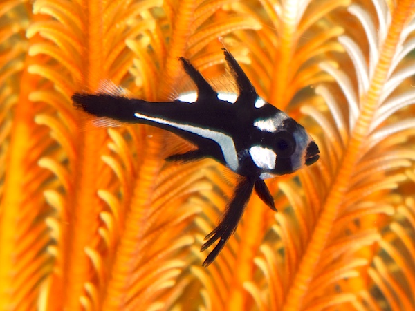 ホホスジタルミの幼魚