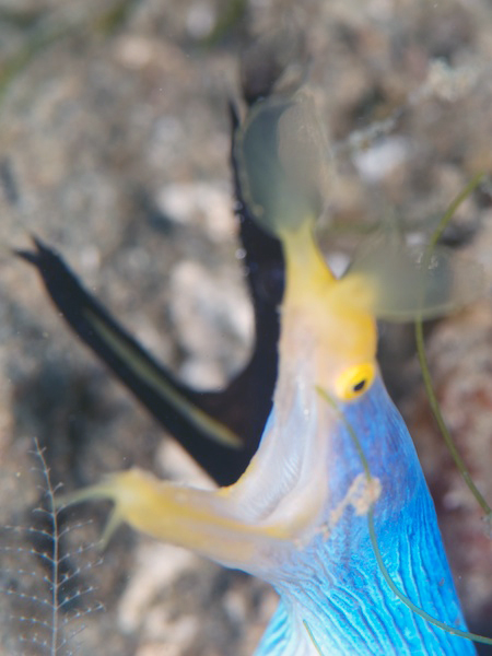 ハナヒゲウツボ