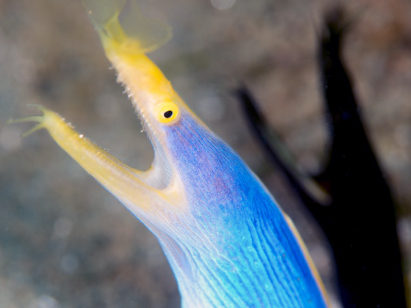 ハナヒゲウツボ