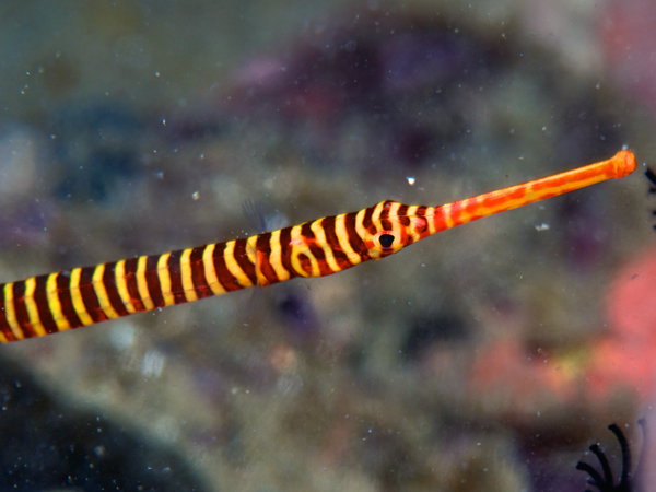 オイランヨウジウオ？