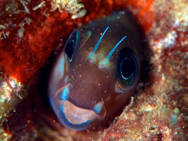 ニラミギンポ？