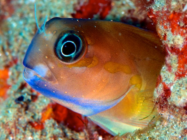 ニラミギンポ？