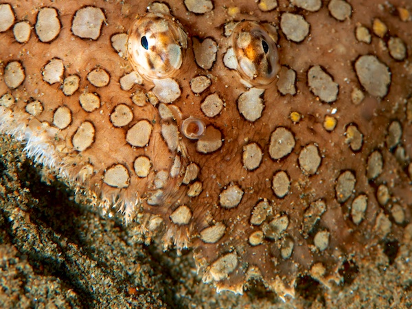 ミナミウシノシタ